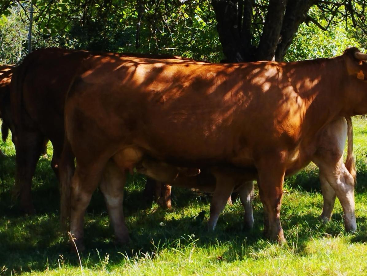 Casa Rural El Jondrigu Onís Eksteriør bilde